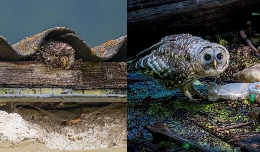 Yılın En İyi Kuş Fotoğrafları Seçildi!