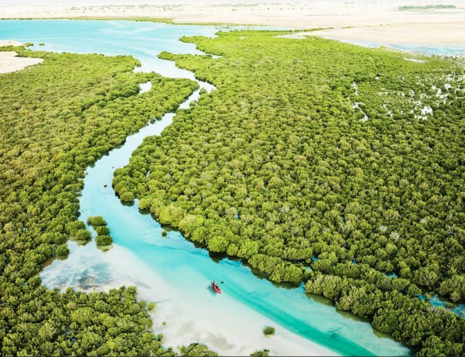 1674476782-al-thakira-mangroves.png