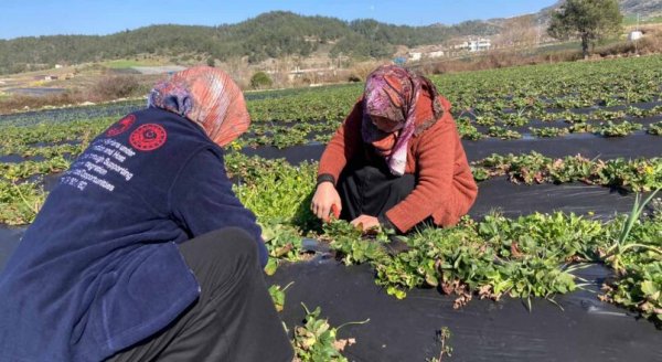 20210224-hatay-il-tarim-2-805x440.jpeg