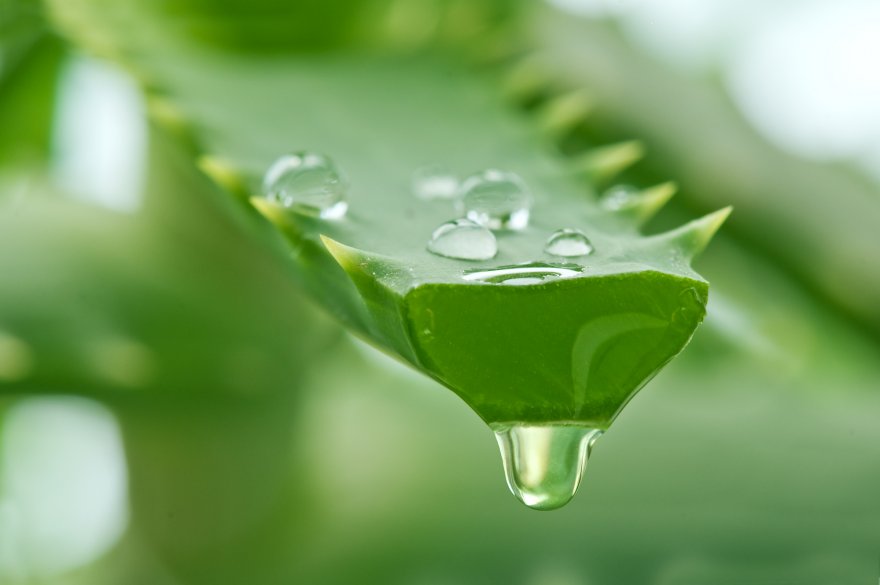 aloe-vera-feature-depo.jpg