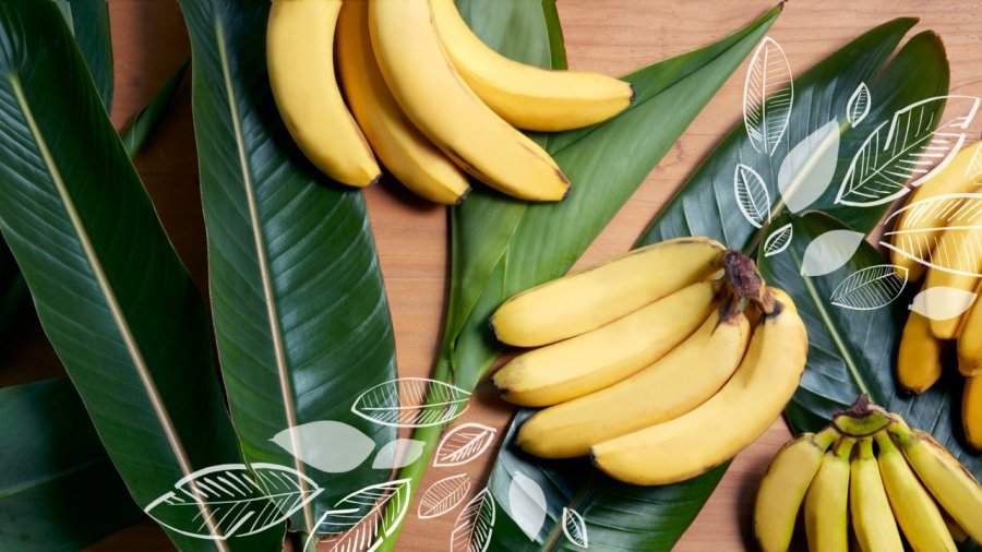 bananaheader-mar25.jpg