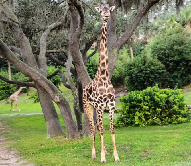 giraffe.jpg