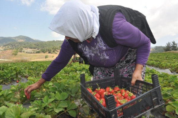 kadin-ciftciler-cilegi-sevdi-6128494-8073-osd.jpg