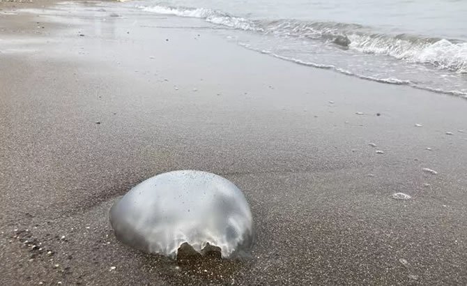 mersin-1.jpg