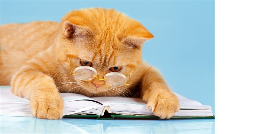 thumb2-ginger-cat-scientist-smart-cat-funny-animals-reading-cat.png