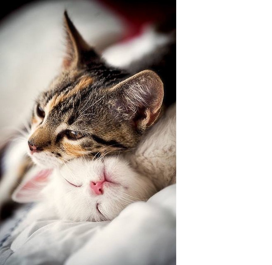 tum-romantik-filmleri-geride-birakan-21-asik-kedi-cifti-14.jpg